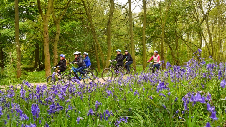 A group cycling through the woodland on a cycle trail which winds through carpets of bluebells
